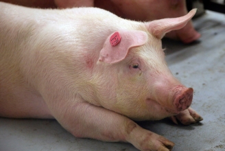 In sieben von 20 Döner Proben wurde Schweinefleisch nachgewiesen